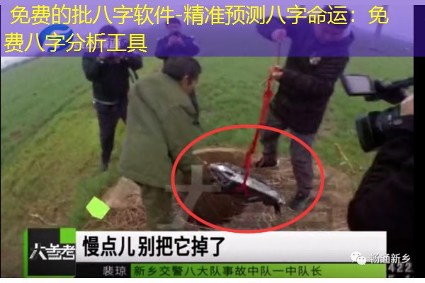  免费的批八字软件-精准预测八字命运：免费八字分析工具