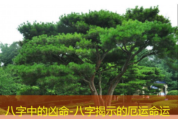  八字中的凶命-八字揭示的厄运命运